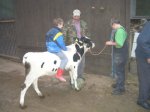 Wer ist schon mal auf einer Kuh gesessen? - 